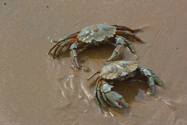 海滩上的两只螃蟹 — 图库照片
