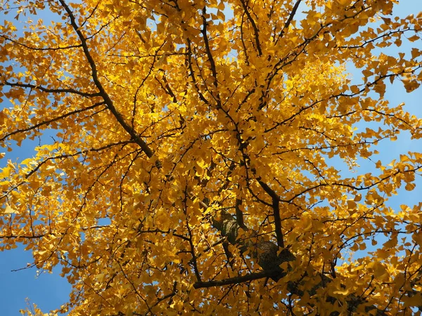 Listoví Stromu Ginkgo — Stock fotografie