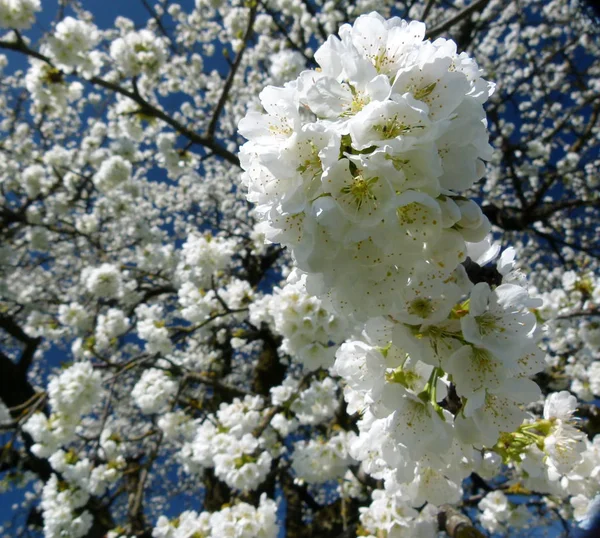 Třešňové Květy Jarní Strom Květy Větvích — Stock fotografie