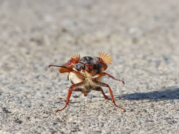 地面にクモがいて — ストック写真