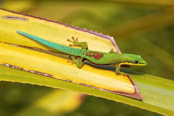 Lagarto Reptil Geco Animal Tropical —  Fotos de Stock