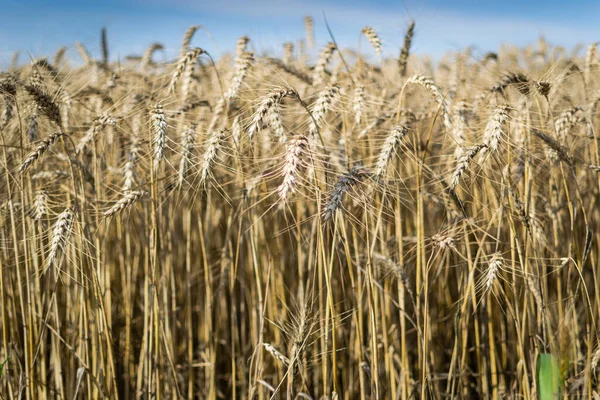 Weizenfeld Ackergetreide — Stockfoto