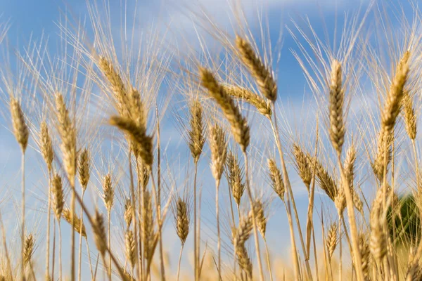 Pole Pšenice Zemědělské Obiloviny — Stock fotografie
