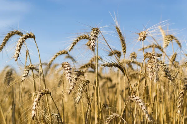 Campo Trigo Cereales Agrícolas —  Fotos de Stock