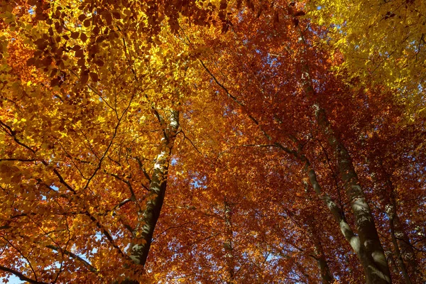 Libro Hermosa Luz Otoño — Foto de Stock