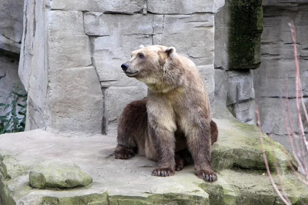 Medvědí Zvíře Hnědé Grizzly — Stock fotografie