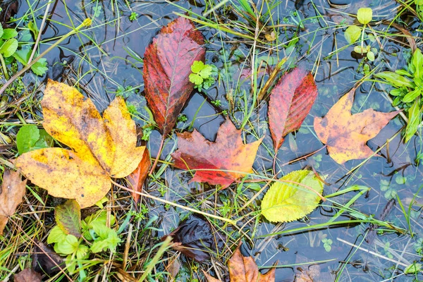 Folhas Outono Coloridas Água Vista Superior Abre Ângulo Interessante — Fotografia de Stock