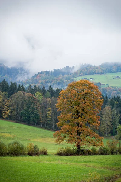 Ein Bergahorn Den Ausläufern Herbstkleid — Stockfoto