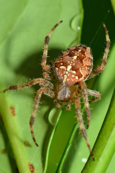 Araña Espeluznante Insecto Aterrador —  Fotos de Stock