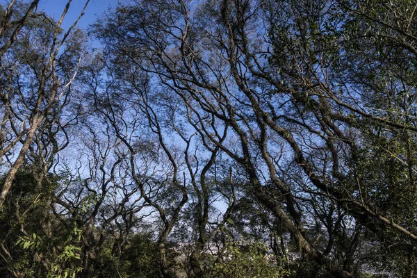 Set Curved Branches Blue Sky Background — Stock Photo, Image