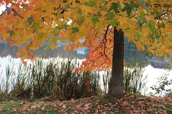 秋の雰囲気選択的焦点 — ストック写真
