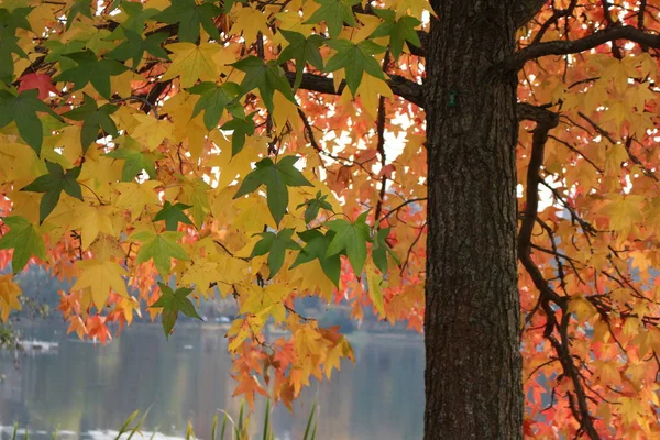 Hermoso Follaje Colorido Otoño —  Fotos de Stock