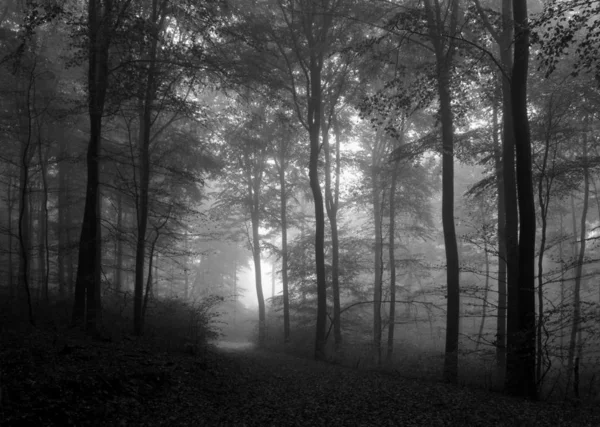 Настроение Осени Пасмурный Туманный День Лесу Арнаутом Выглядит Мрачным Пугающим — стоковое фото