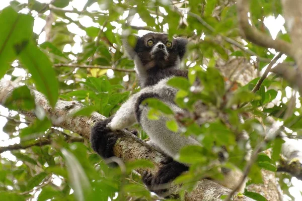 Monos Simios Animales Primarios — Foto de Stock