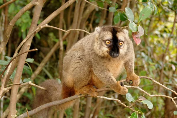 Animal Salvaje Árbol — Foto de Stock