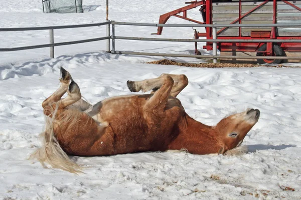 Haflinger Schnee — Stockfoto