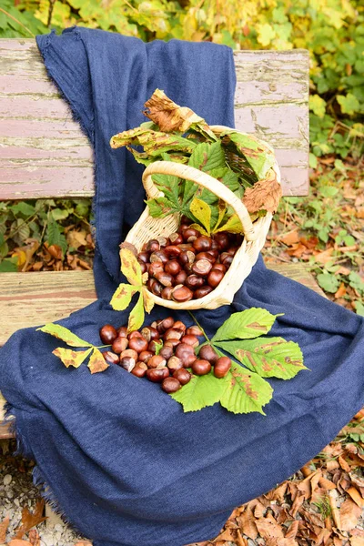 Cesta Com Castanha Ainda Vida — Fotografia de Stock