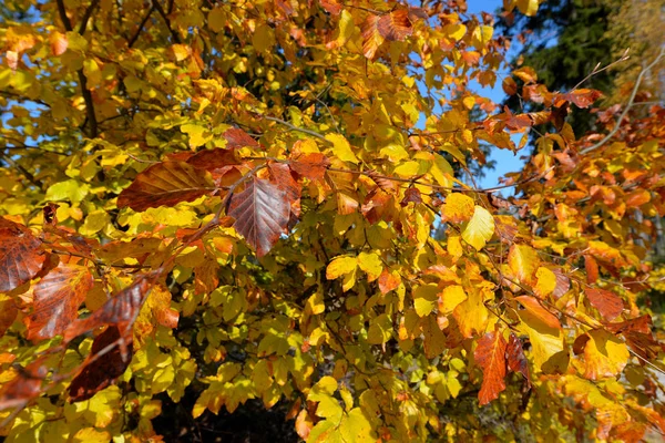 色とりどりの紅葉の背景 — ストック写真