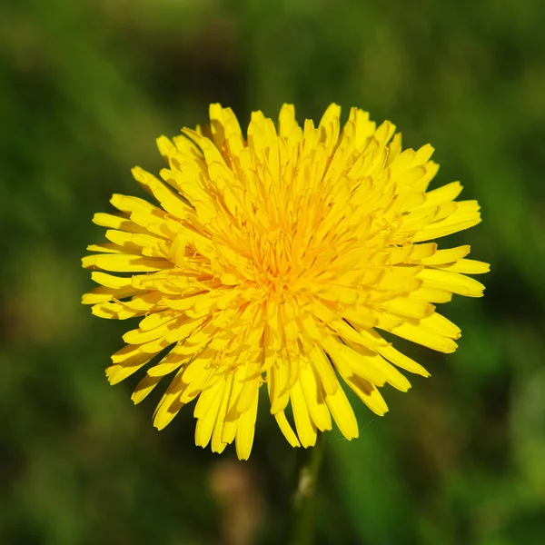 Beautiful View Natural Dandelion Flower — Stock Photo, Image