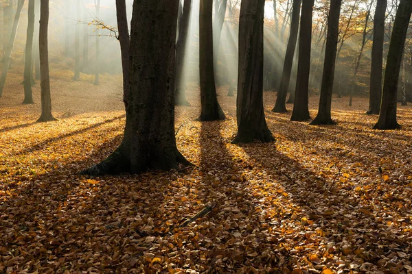 가을에는 속에서 백라이트 가광을 속에서 반사되어 떨어진다 — 스톡 사진