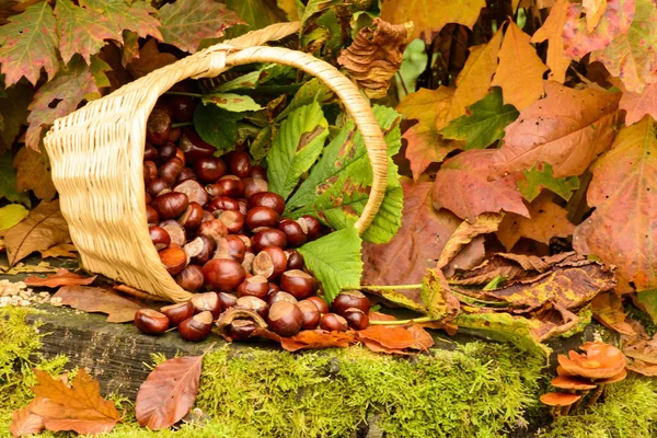 Basket Chestnuts Still Life — Stock Photo, Image