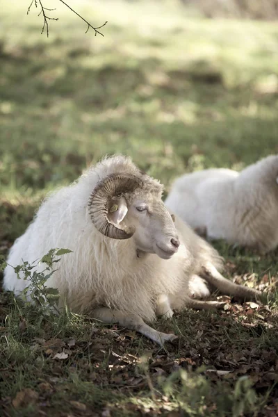 骄傲的绵羊喜欢十一月初温和的开始 — 图库照片