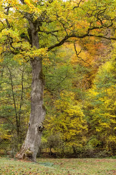 国王橡木 自然景观美丽 阳光明媚 — 图库照片