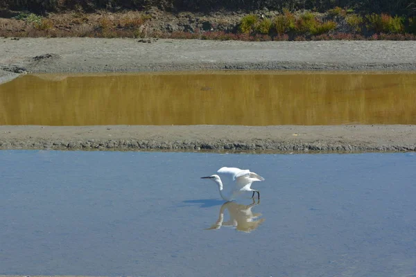Snow Herons Salt Marshes — Stock Photo, Image