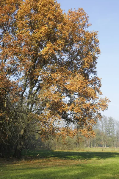 Εικόνες Από Φθινοπωρινό Spreewald — Φωτογραφία Αρχείου