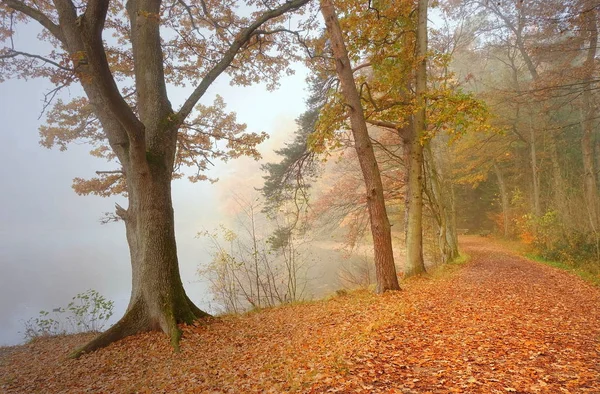 Ormanın Güzel Manzarası — Stok fotoğraf