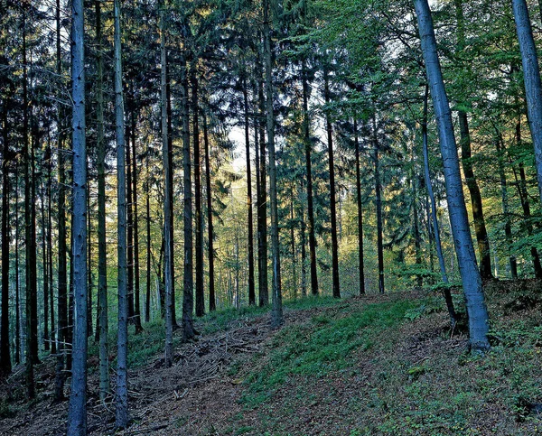 Ліс Lippischer Spruce Forest Біля Рейну Ліпперланді — стокове фото