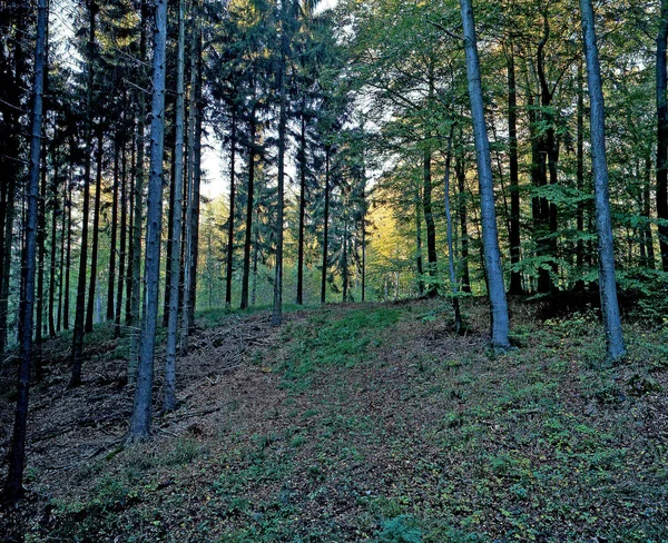 Ліс Lippischer Spruce Forest Біля Extertal Reine Ліпперланді — стокове фото