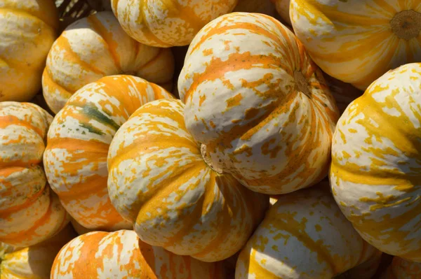 Pompoenen Heldere Ochtendzon Herfst Achtergrond — Stockfoto