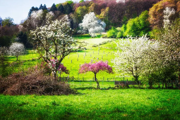 Spring Idyllic Landscape Blossoming Trees Green Meadow Flock Sheep Beauty — Stock Photo, Image