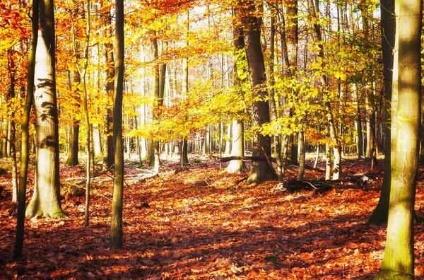 Krásný Zlatý Les Duby Listy Podzimní Krajina Přírodní Rezervace Německu — Stock fotografie