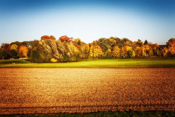 Campo Agrícola Ouro Com Árvores Céu Limpo Paisagem Outono Beleza — Fotografia de Stock