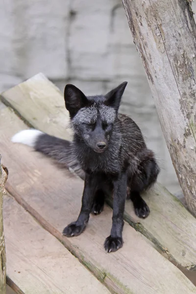 Closeup of animal at zoo