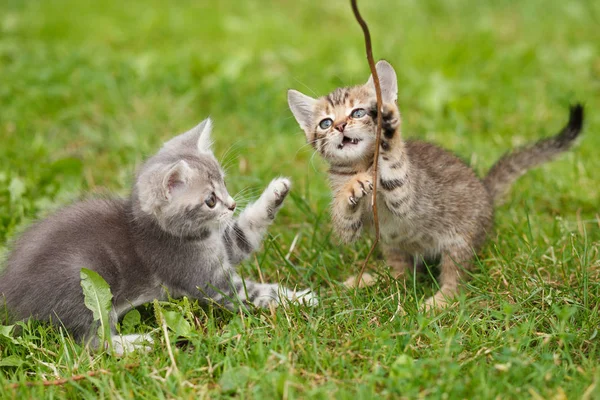 Speelse Kittens Het Groene Gras — Stockfoto