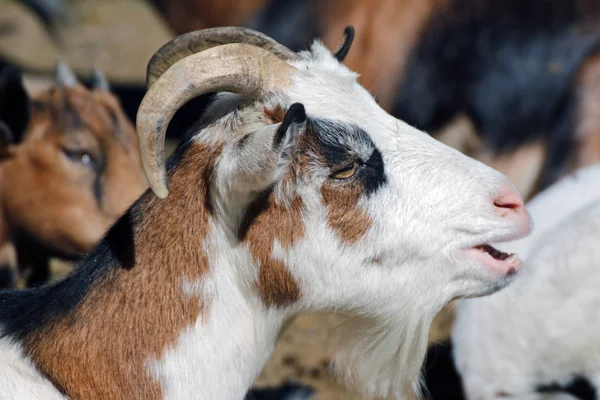 Close Heard Goats — Stock Photo, Image