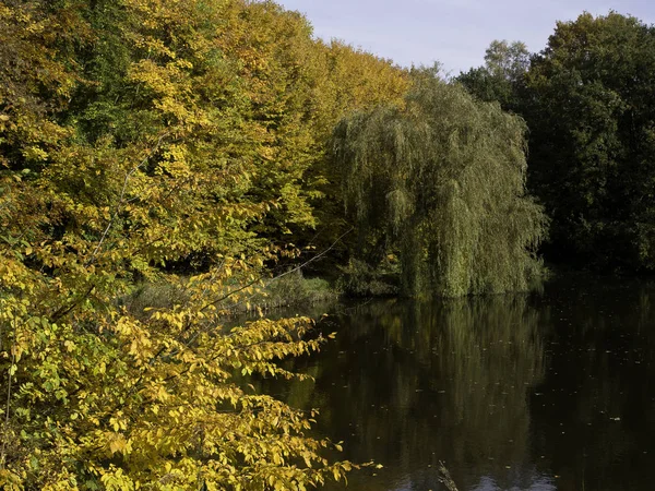 Piękne Krajobrazy Lasu — Zdjęcie stockowe