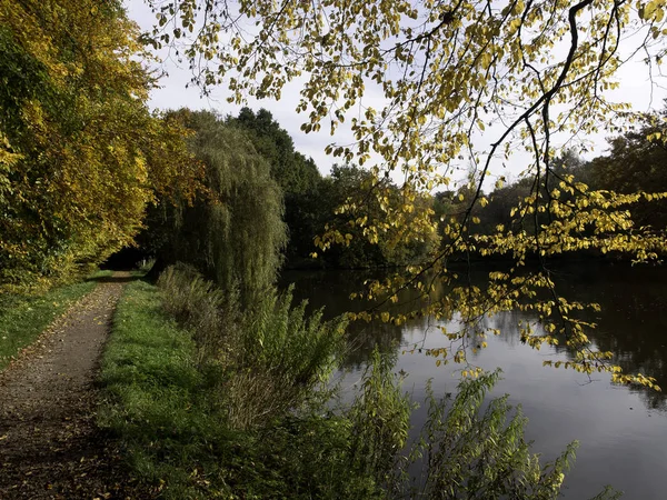 Beau Paysage Forêt — Photo