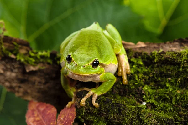 Grenouille Tropicale Amphibien — Photo