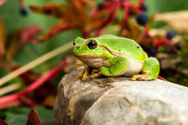 Tropical Frog Amphibian Animal — Stock Photo, Image