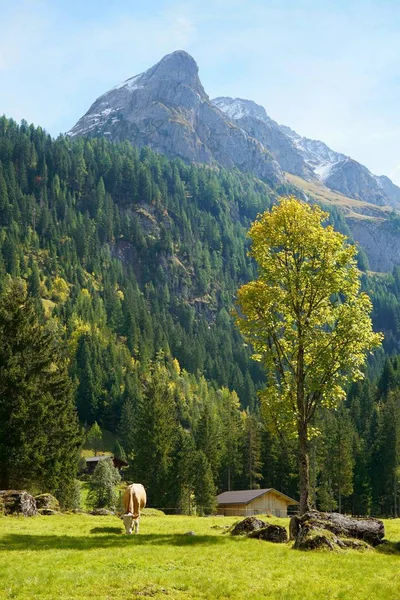 阿尔卑斯山背景惊人的大自然 — 图库照片