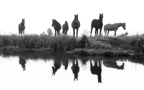 Caballos Aire Libre Durante Día — Foto de Stock