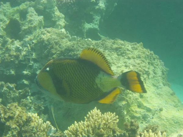 Colorido Pez Mar Dibuja Sus Círculos Por Los Corales —  Fotos de Stock