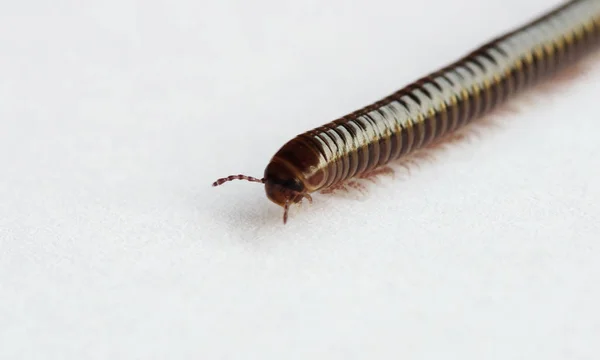 在白色背景上的褐色蟋蟀的特写 — 图库照片