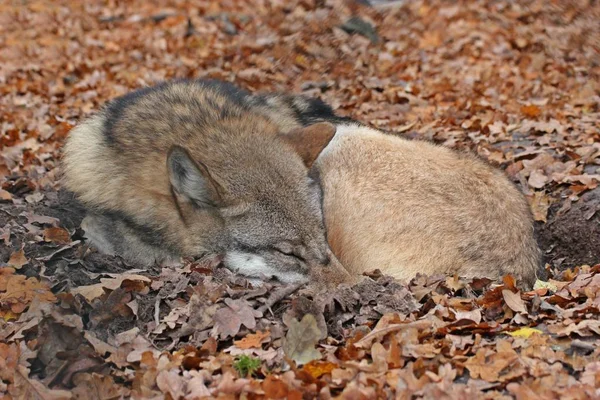 sleeping wolf (canis lupus)