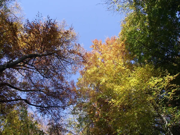 Herbst Wald Herbst Jahreszeit Laub Blätter lizenzfreie Stockbilder
