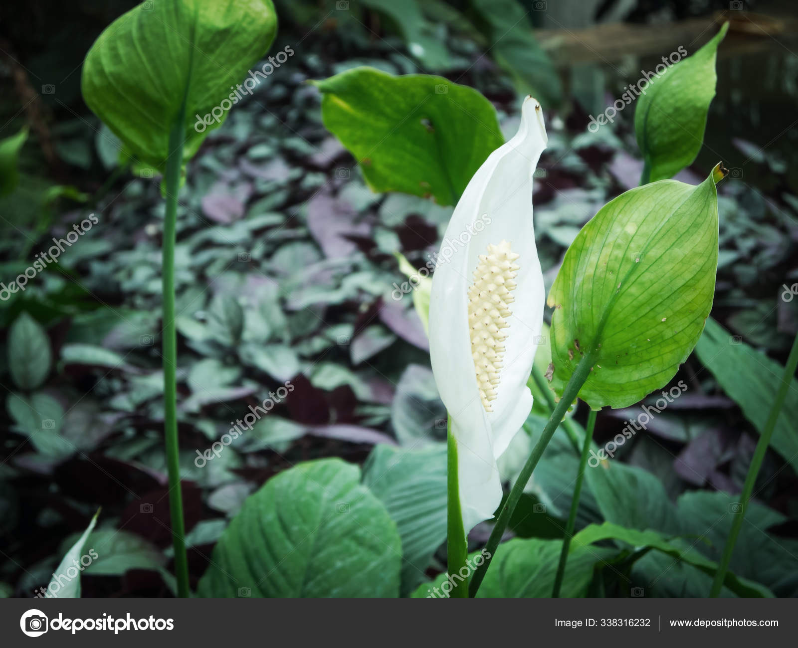 Close Uma Flor Branca Calla Calla Palustris Frente Fundo Natural fotos,  imagens de © PantherMediaSeller #338316232